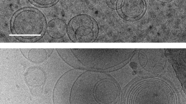 cropped First cells may have emerged because building blocks of proteins stabilized membranes cropped First cells may have emerged because building blocks of proteins stabilized membranes