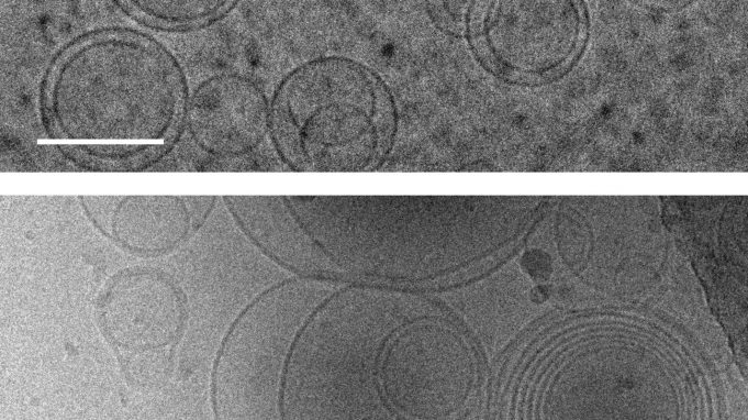 cropped First cells may have emerged because building blocks of proteins stabilized membranes
