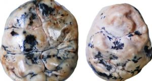 cropped First human ancestors breastfed for longer than contemporary relatives