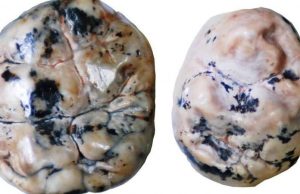 First human ancestors breastfed for longer than contemporary relatives cropped First human ancestors breastfed for longer than contemporary relatives