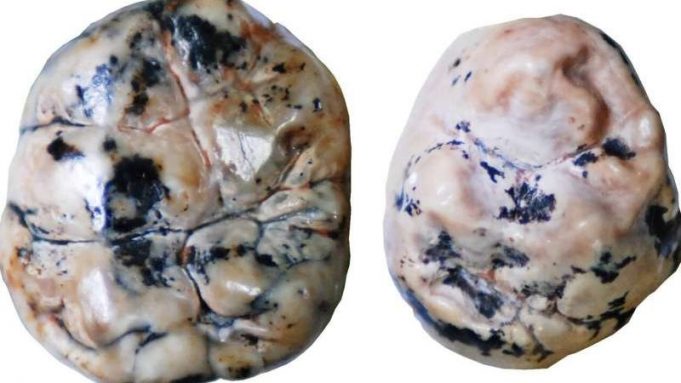 First human ancestors breastfed for longer than contemporary relatives cropped First human ancestors breastfed for longer than contemporary relatives