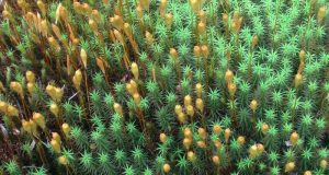 cropped Genes that first enabled plants to grow leaves identified by scientists
