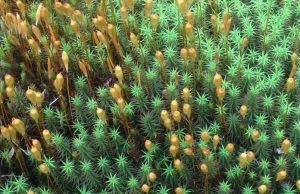 Genes that first enabled plants to grow leaves identified by scientists cropped Genes that first enabled plants to grow leaves identified by scientists