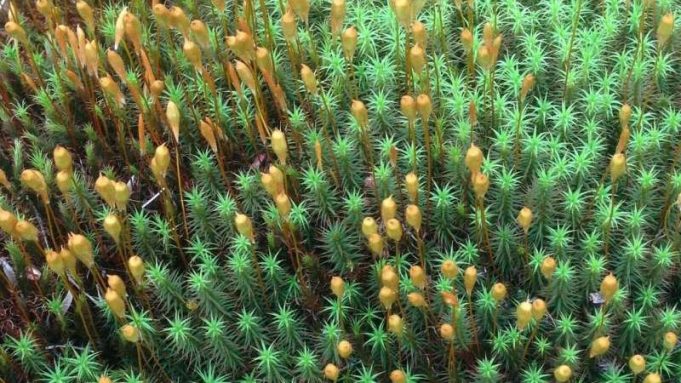 cropped Genes that first enabled plants to grow leaves identified by scientists