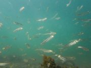 cropped Genomic data reveal intense fish harvesting causes rapid evolution