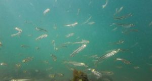 cropped Genomic data reveal intense fish harvesting causes rapid evolution