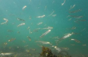 Genomic data reveal intense fish harvesting causes rapid evolution cropped Genomic data reveal intense fish harvesting causes rapid evolution