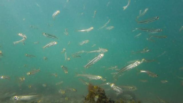 cropped Genomic data reveal intense fish harvesting causes rapid evolution cropped Genomic data reveal intense fish harvesting causes rapid evolution