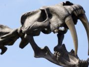 cropped Intense look at La Brea Tar Pits explains why we have coyotes not saber toothed cats