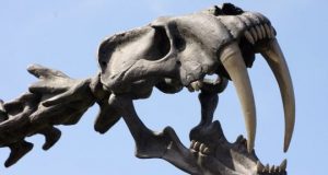 cropped Intense look at La Brea Tar Pits explains why we have coyotes not saber toothed cats