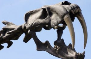 Intense look at La Brea Tar Pits explains why we have coyotes, not saber-toothed cats cropped Intense look at La Brea Tar Pits explains why we have coyotes not saber toothed cats