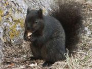 cropped Interbreeding turned grey squirrels black study