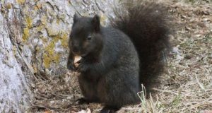cropped Interbreeding turned grey squirrels black study