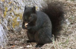 Interbreeding turned grey squirrels black: study cropped Interbreeding turned grey squirrels black study