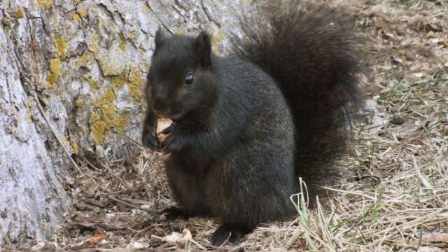 cropped Interbreeding turned grey squirrels black study cropped Interbreeding turned grey squirrels black study
