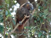 cropped It would take 50 million years to recover New Zealands lost bird species