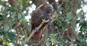 cropped It would take 50 million years to recover New Zealands lost bird species