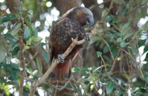 It would take 50 million years to recover New Zealand’s lost bird species cropped It would take 50 million years to recover New Zealands lost bird species