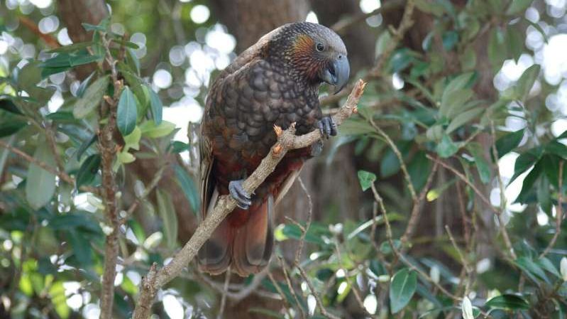 cropped It would take 50 million years to recover New Zealands lost bird species