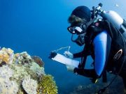 cropped Largest ever study of coral communities unlocks global solution to save reefs