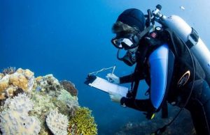 Largest-ever study of coral communities unlocks global solution to save reefs cropped Largest ever study of coral communities unlocks global solution to save reefs