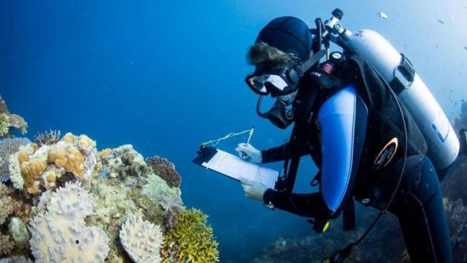 Largest-ever study of coral communities unlocks global solution to save reefs cropped Largest ever study of coral communities unlocks global solution to save reefs