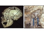 cropped Neanderthals also got surfers ear suggesting they liked to fish