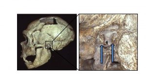 cropped Neanderthals also got surfers ear suggesting they liked to fish