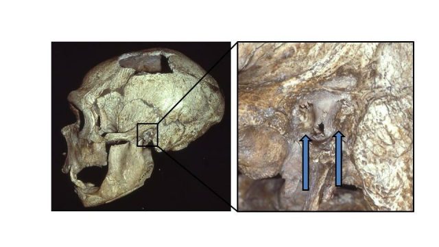 cropped Neanderthals also got surfers ear suggesting they liked to fish cropped Neanderthals also got surfers ear suggesting they liked to fish