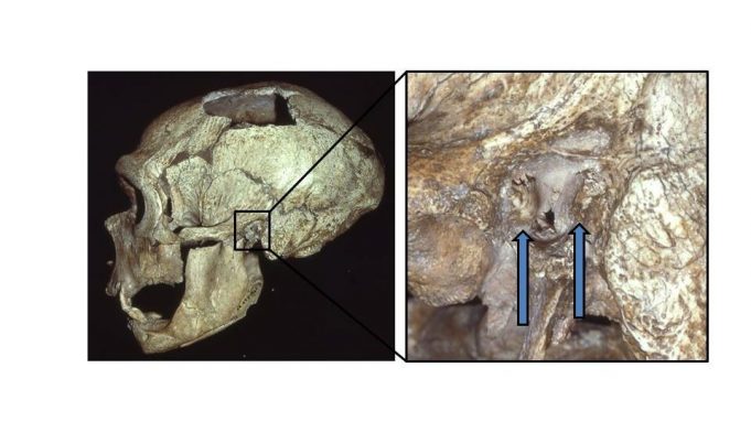 Neanderthals also got ‘surfer’s ear,’ suggesting they liked to fish cropped Neanderthals also got surfers ear suggesting they liked to fish