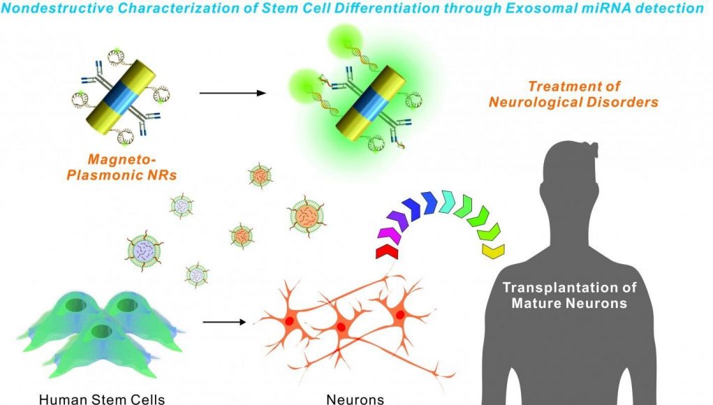 cropped New nanotechnology could aid stem cell transplantation research