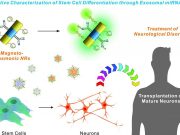cropped New nanotechnology could aid stem cell transplantation research