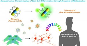 cropped New nanotechnology could aid stem cell transplantation research