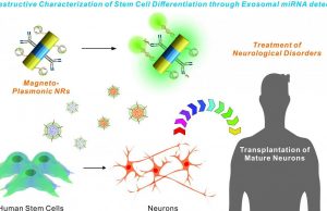 New nanotechnology could aid stem cell transplantation research cropped New nanotechnology could aid stem cell transplantation research