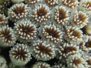 cropped New study reveals impact of mining on coral reefs