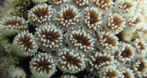 cropped New study reveals impact of mining on coral reefs