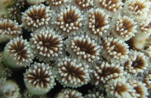 New study reveals impact of mining on coral reefs cropped New study reveals impact of mining on coral reefs