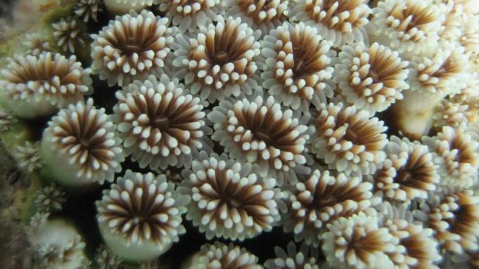cropped New study reveals impact of mining on coral reefs