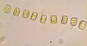 cropped New threat from ocean acidification emerges in the Southern Ocean