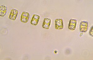 New threat from ocean acidification emerges in the Southern Ocean cropped New threat from ocean acidification emerges in the Southern Ocean