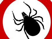 cropped New way to bump off ticks Dry up their saliva