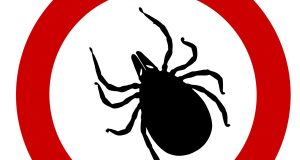 cropped New way to bump off ticks Dry up their saliva