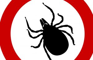 New way to bump off ticks: Dry up their saliva cropped New way to bump off ticks Dry up their saliva