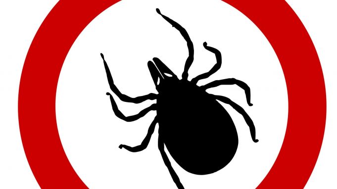 cropped New way to bump off ticks Dry up their saliva