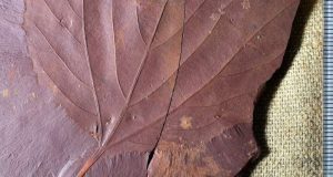 cropped Newly discovered Labrador fossils give clues about ancient climate