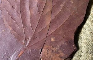 Newly discovered Labrador fossils give clues about ancient climate cropped Newly discovered Labrador fossils give clues about ancient climate