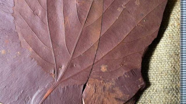 cropped Newly discovered Labrador fossils give clues about ancient climate cropped Newly discovered Labrador fossils give clues about ancient climate