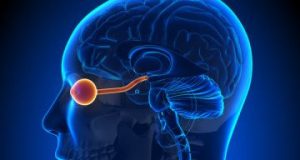 cropped Optic nerve stimulation to aid the blind