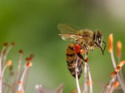 cropped Researchers developing natural pesticide