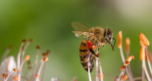 cropped Researchers developing natural pesticide